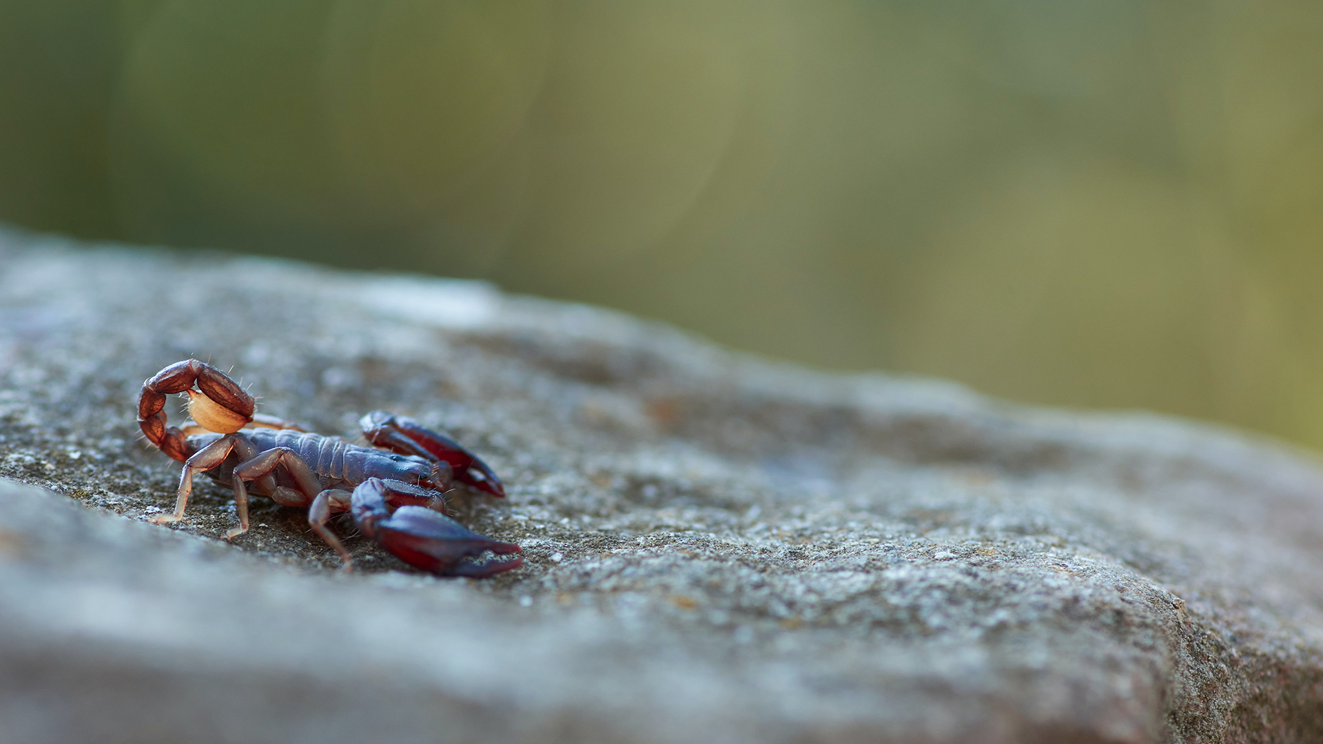 Bild von einem Scorpion